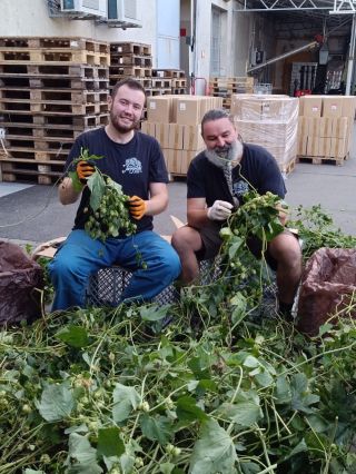 Chmel posbíraný a Jarošovský Martin 11%, do kterého přidáváme náš chmel, uvařený. 💙🍺 Úroda letos byla skvělá, dařilo se mu...